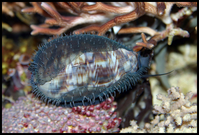706_cowrie.jpg
