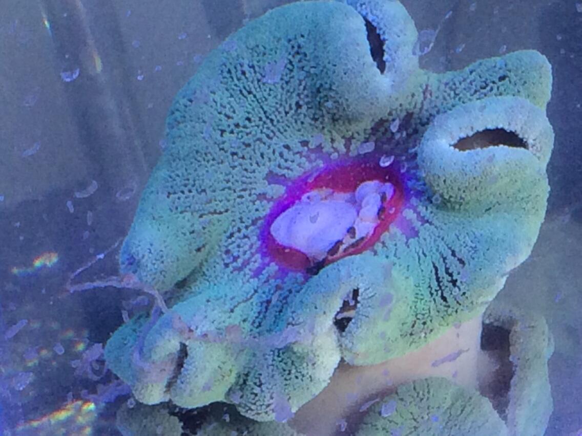 BpKOjhICQAAg6Ce.jpg:large