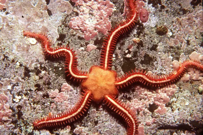 O.aculeataRag183_Web.jpg