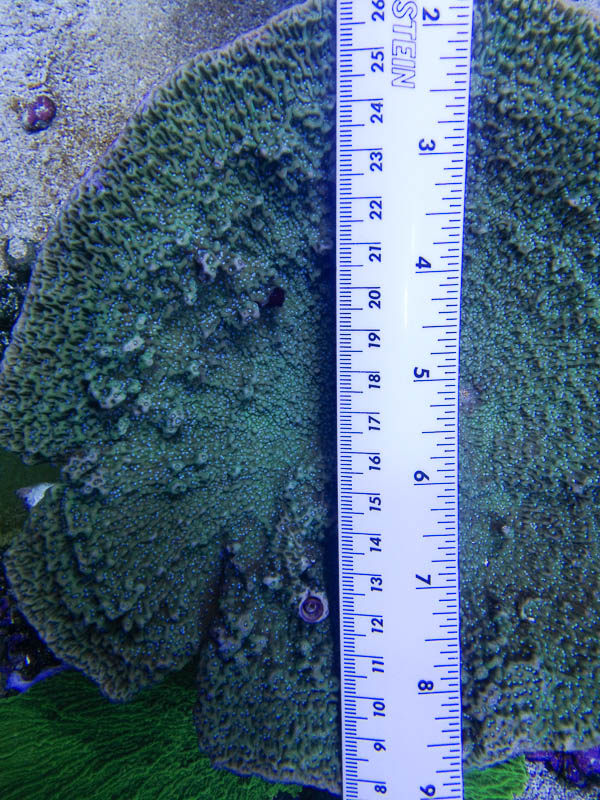 Reef_080713_007.jpg