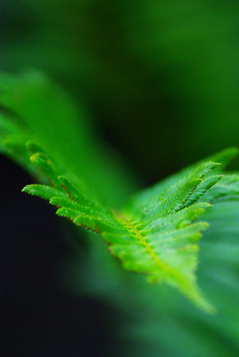 2783206746_1b80950ef1.jpg