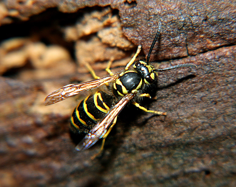 wasp.jpg