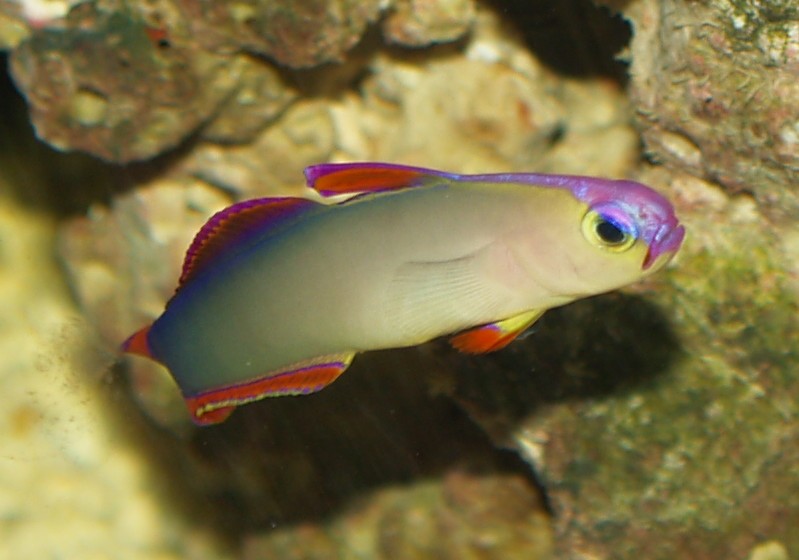 PurpleFirefish3.jpg