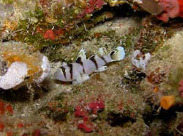 goby%20id%205443wwm.jpg