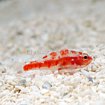 p-80357-red-spot-goby.jpg