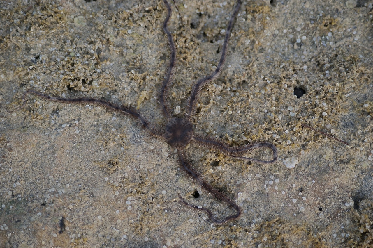 Bancao_Beach_Brittle_Star_rightside-up.jpg