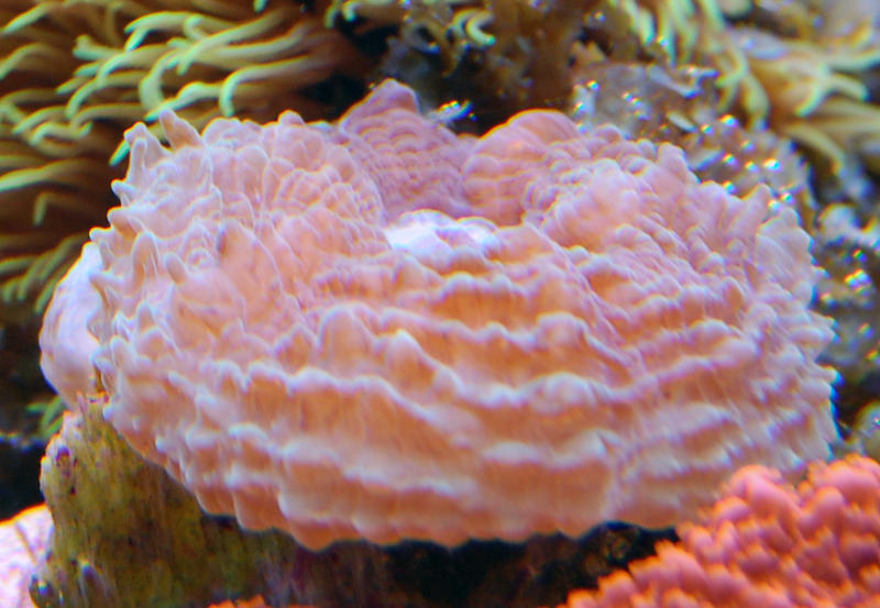 Caulastrea_id_by_Logzor.jpg