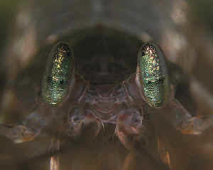 mantis_eyes_james.f.jpg
