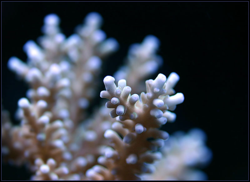 621_blue_polyp.jpg