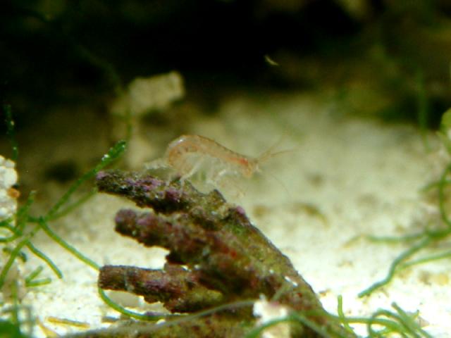 amphipod.jpg