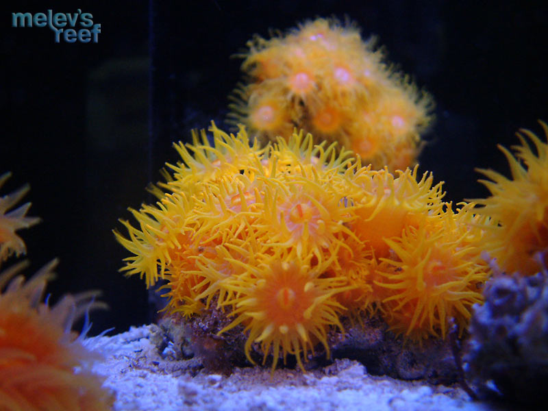 suncoral_0106.jpg