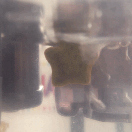 tumblr_o07e9q7Gaa1uiyun5o1_500.gif