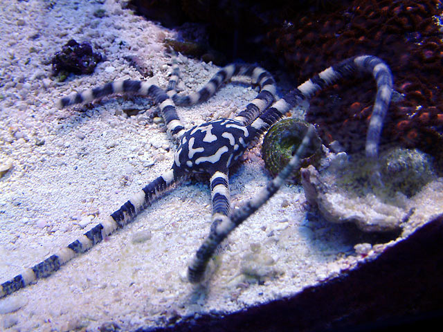 harlequin_starfish_0620c.jpg