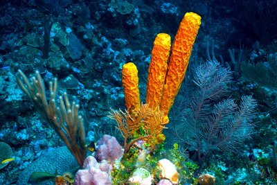 Tube-Sponge.jpg