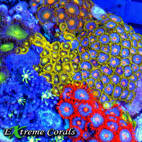 Zoanthid Coral From Extreme Corals