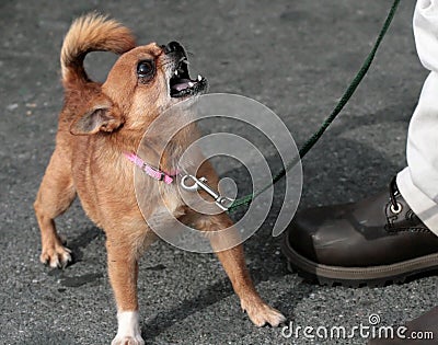 mean-chihuahua-thumb1910211.jpg