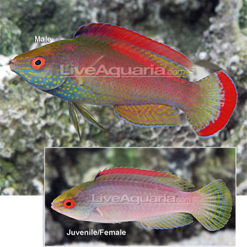 p-82737-pink-margin-fairy-wrasse.jpg
