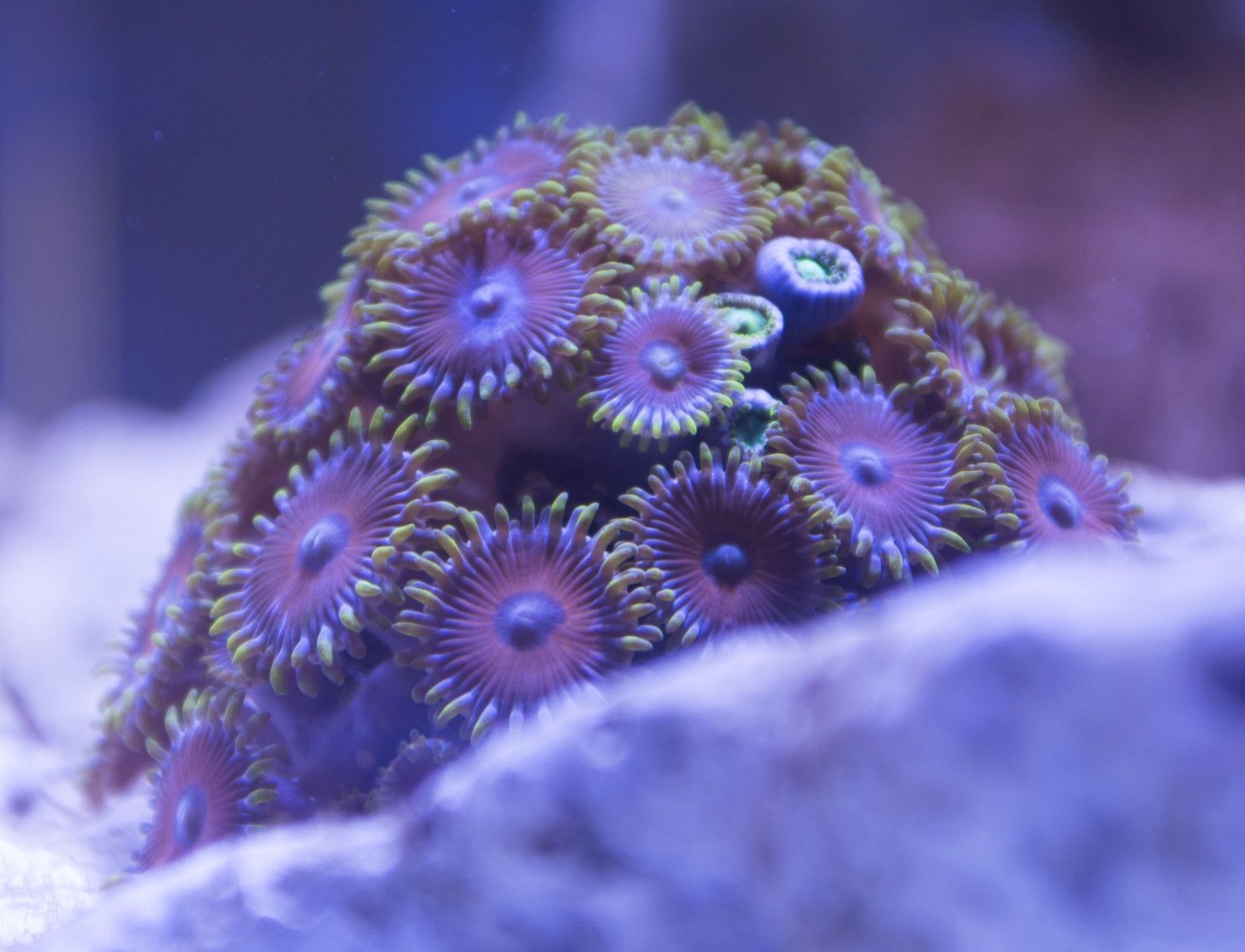 Coral2.JPG