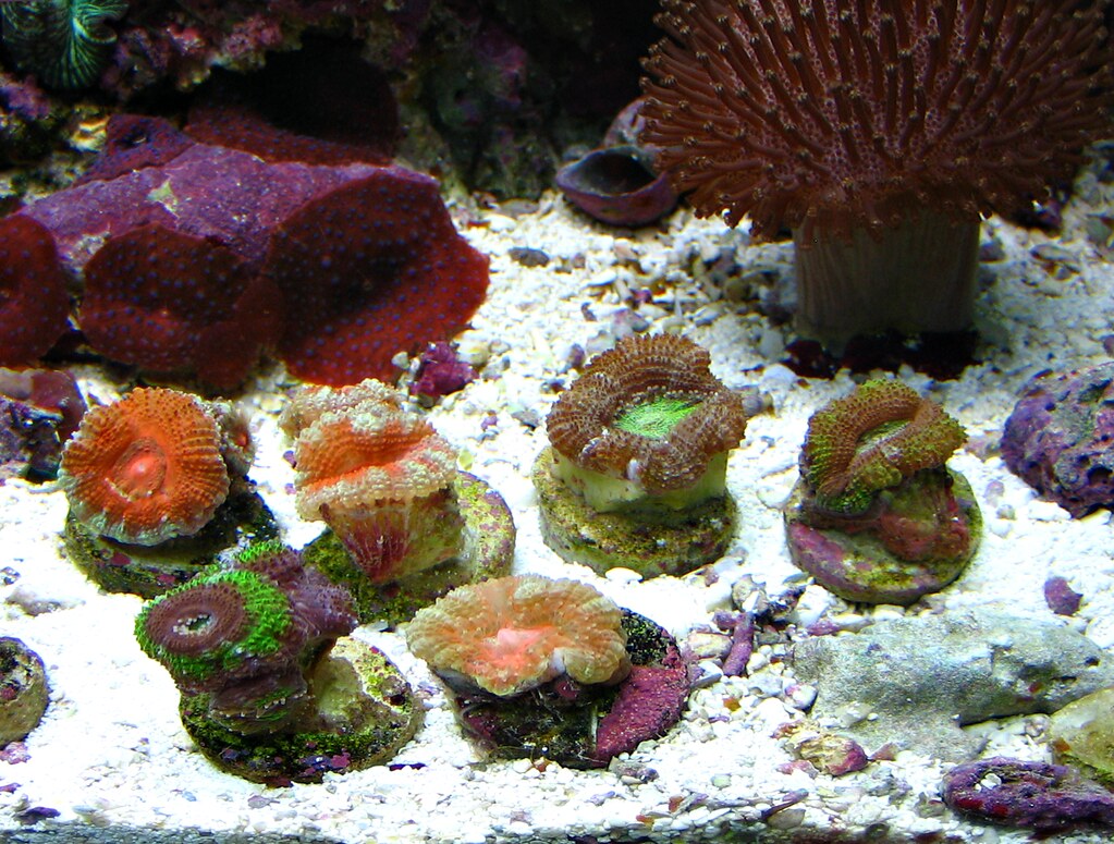 4814251413_eccf68a534_b.jpg