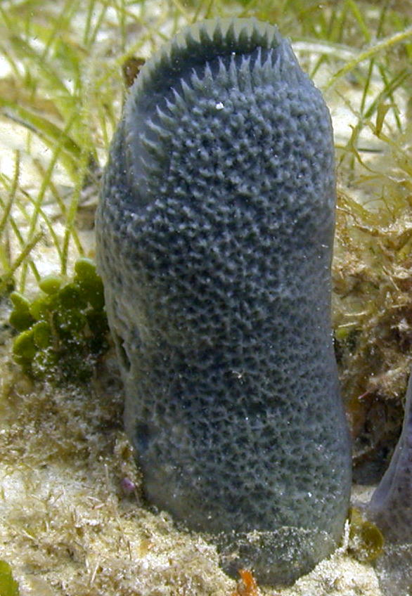 p-728-Blue-Vase-Sponge.jpg
