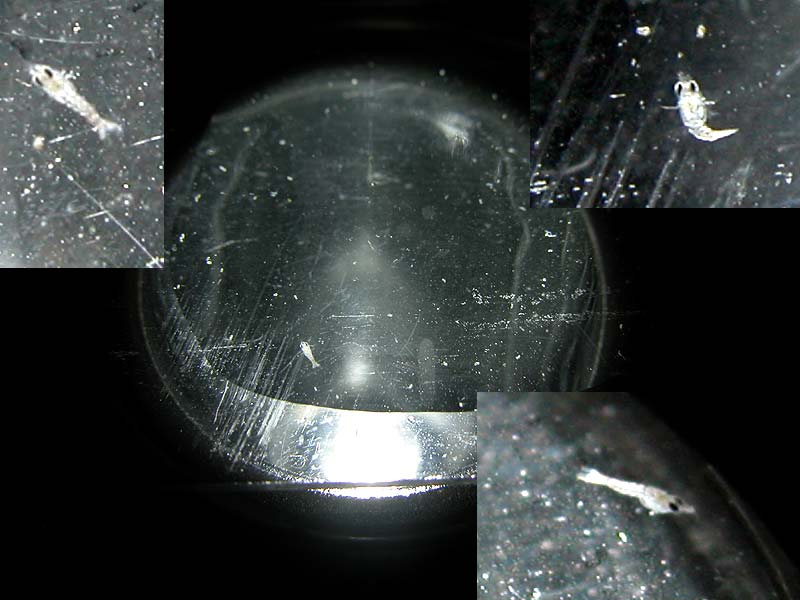DSCN3226_hermit_montage.jpg