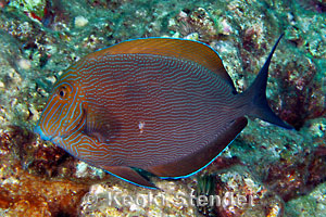 acanthurus-nigroris-5.jpg