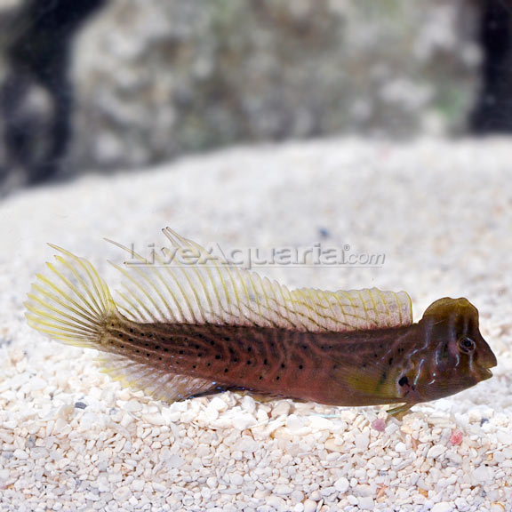 lg-84304-brachiosaurus-blenny.jpg
