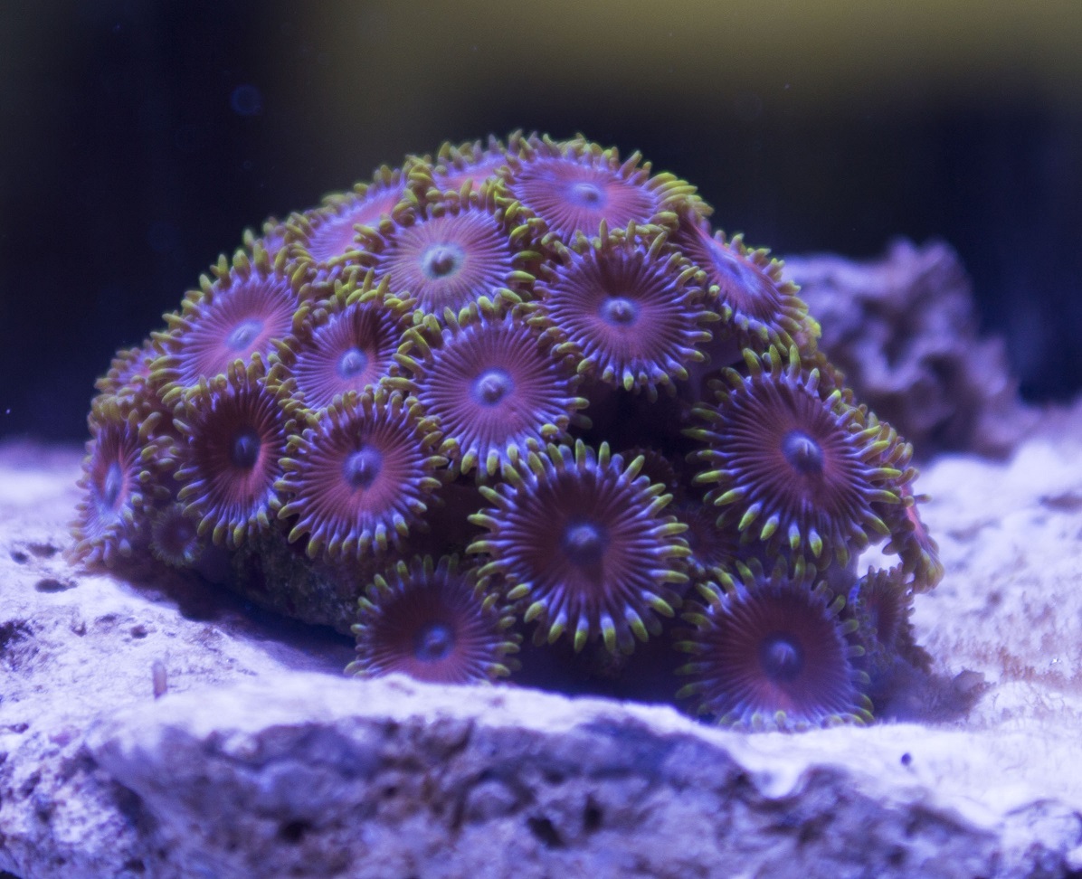 Coral3.JPG