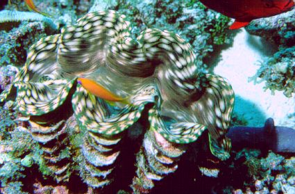 Tridacna0.jpg