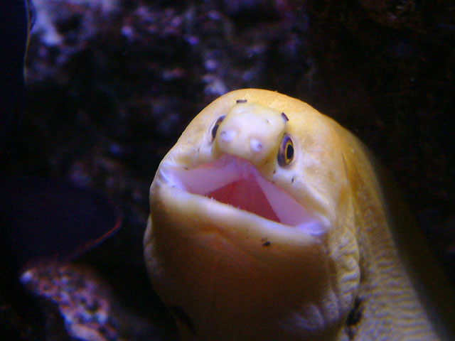 eel3.jpg