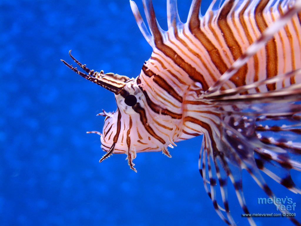 lionfish_1024x768.jpg