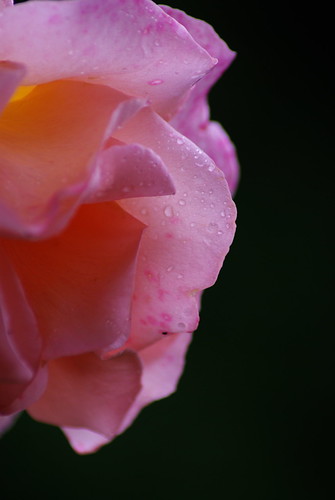 2782345443_88ec556b28.jpg