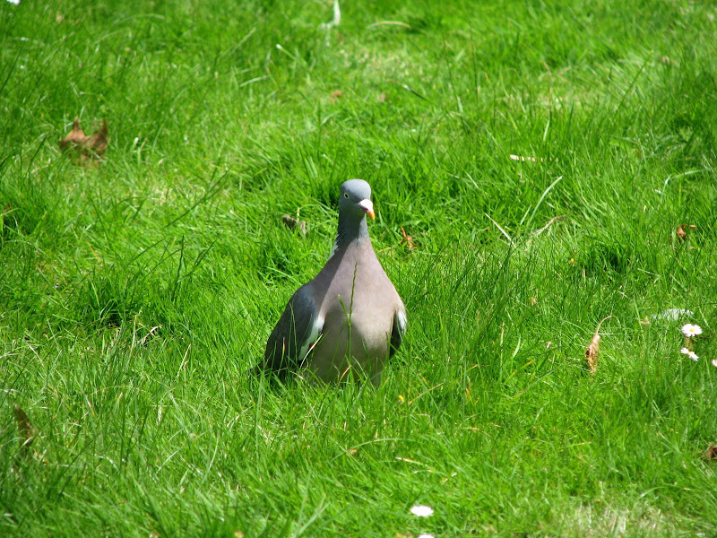 IMG_5252.JPG