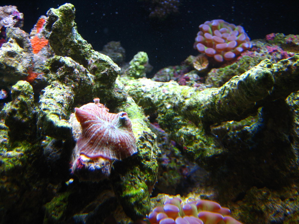 IMG_1247_resize.JPG