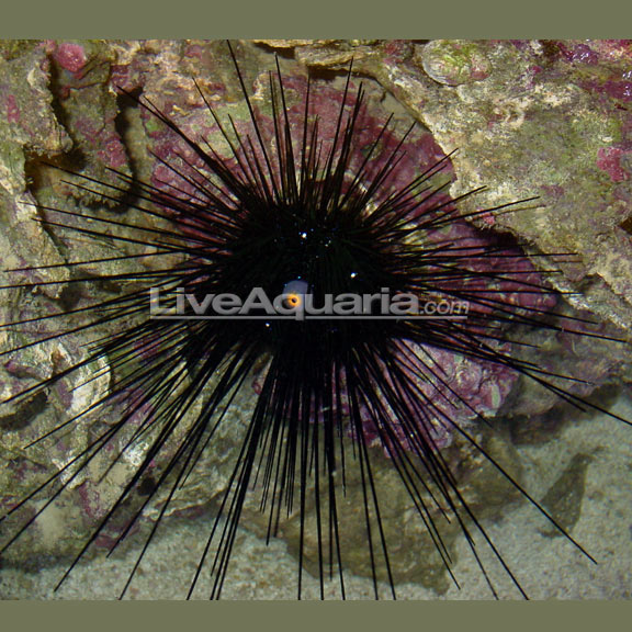 lg-79349-urchin.jpg