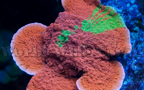 limitededition_graftedmontipora.jpg