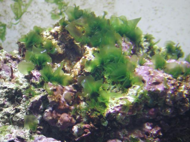 Unknownalgae.jpg