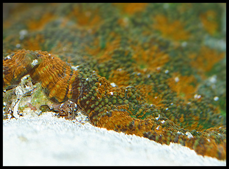 566_acan2.jpg