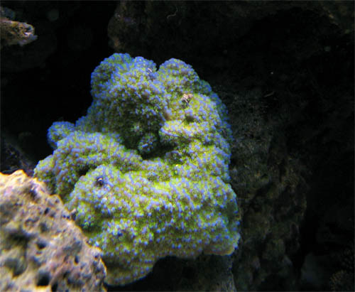 Green_polyp_monti_2-21-06.jpg