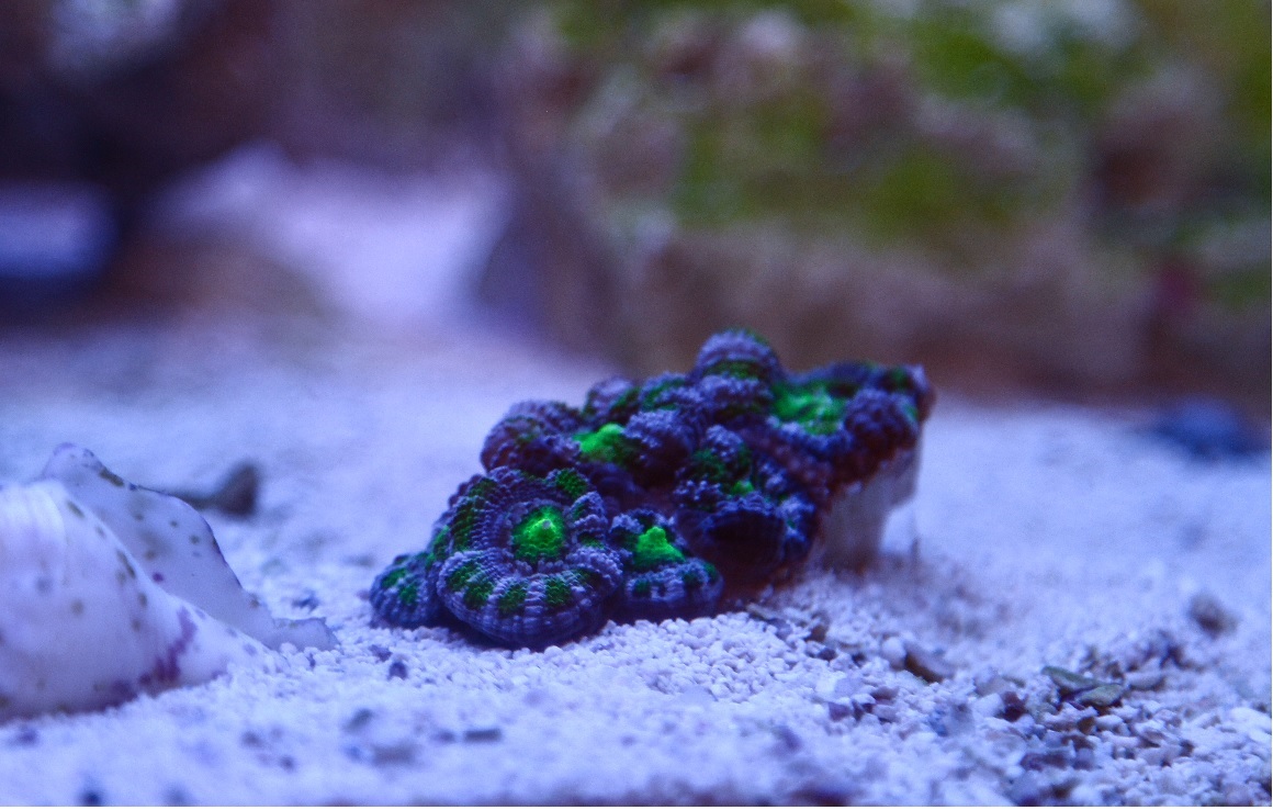 acan.jpg