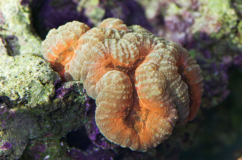 Acans-Hillae-1.jpg