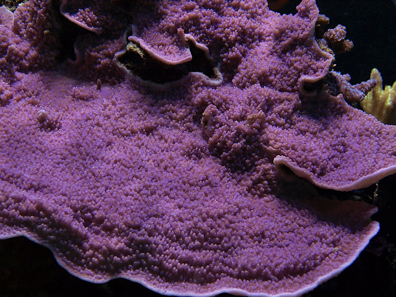 P3120476gimp.JPG
