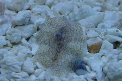 Flatworm_id2.JPG