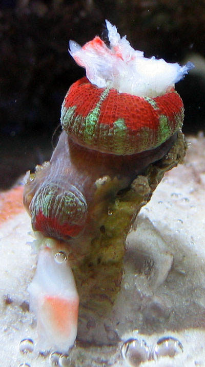 acan2_feeding_small.jpg