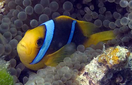 Amphiprion-chrysopterus2.jpg