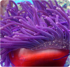 Long_Tentacle_Anemone_Purple.jpg