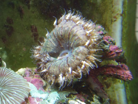 Aquarium.JPG