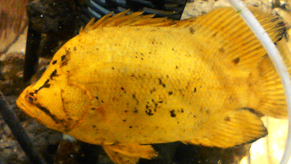 big_yellow_fish.jpg