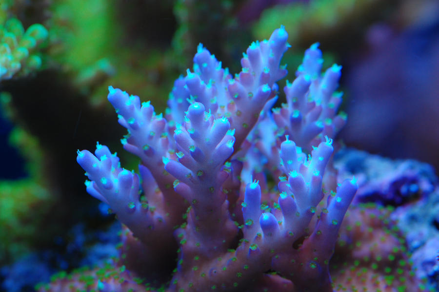 Purple_Bonsai_by_Logzor.jpg