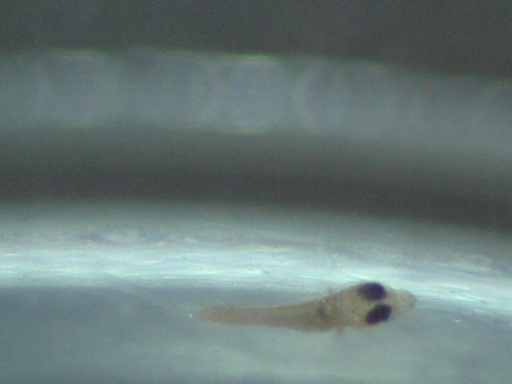 RSB_66_4.jpg